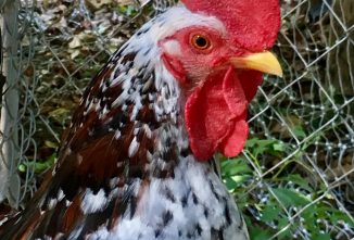 Olandsk Dwarf Chickens